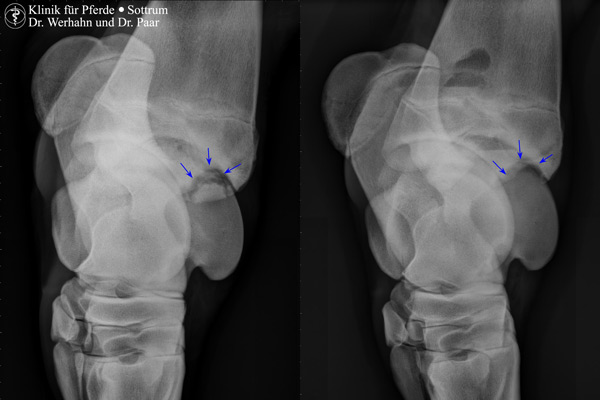 Arthroskopie Knie Pferd Kosten