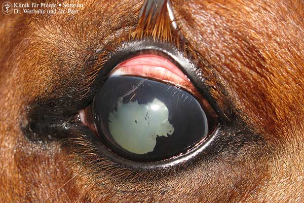 Pferd Blind Auf Einem Auge